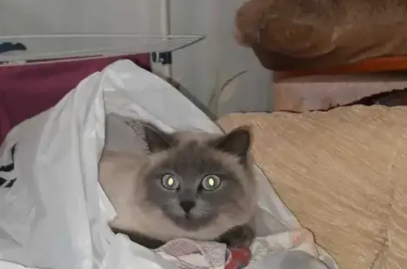 Пропала кошка Мила на ул. Комарова, 49 в Нягани