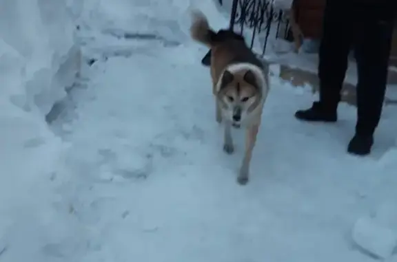 Пропала собака на ул. Куйбышева в Новокузнецке
