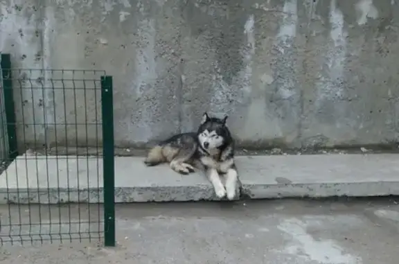 Найдена собака на улице Хорошева, Волгоград