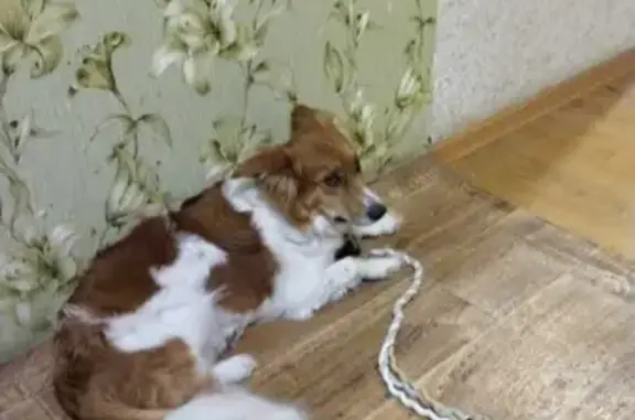 Пропала собака Буся на Аметьевской улице, Казань
