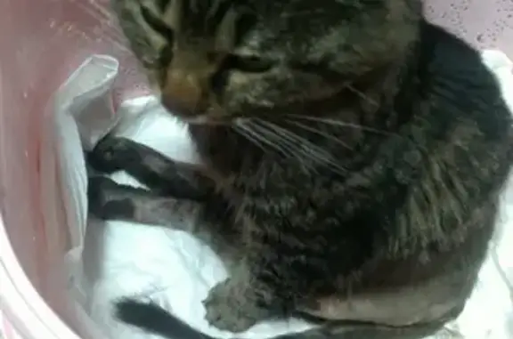 Кот с перебитыми лапами найден на Джанкойской