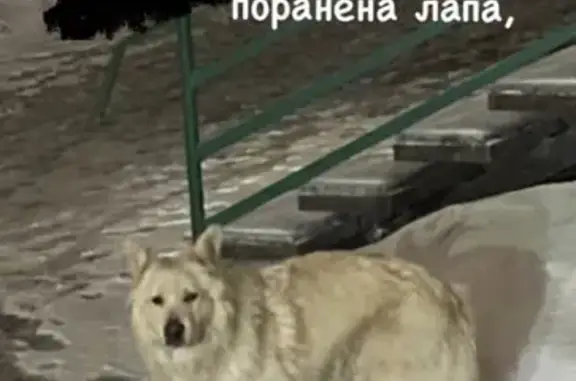 Собака найдена на Московской, 69 в Пензе