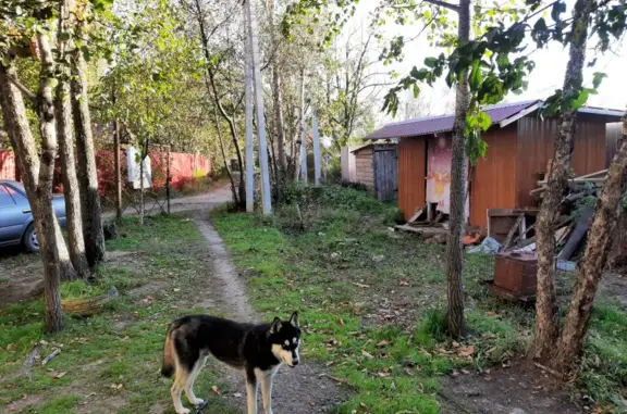 Пропала Хаски на Матвеевском шоссе, 34А, Хабаровск