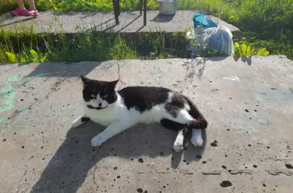 Пропал кот Семён на Школьной ул., 15 в Онеге