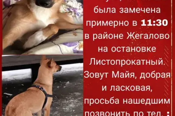 Пропала собака Майя с Щёлково, найдена в районе Жегалово
