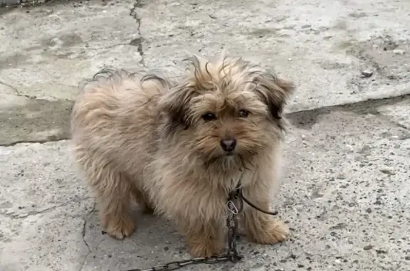 Собака найдена на улице Саши Чекалина, 12 в Волгограде.
