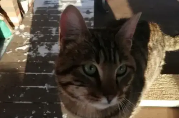 Найден домашний кот на даче в СНТ Серебряный Бор, ул. Абрикосовая