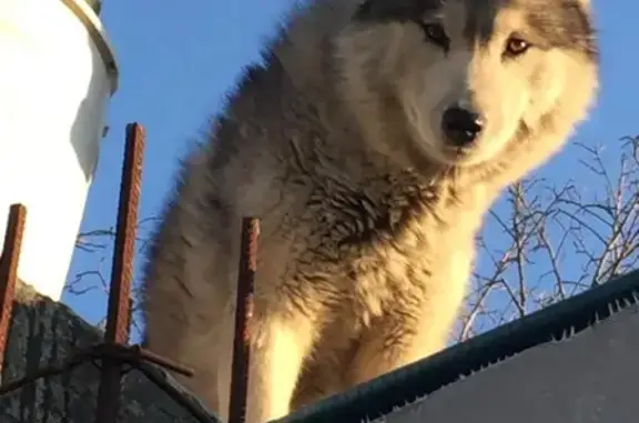 Собаки потеряшки, Новороссийск, фото: Потеряшка хаски Даймонд на Октябрьской, 115, Новороссийск