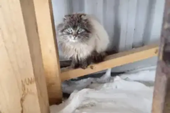 Найдена кошка в СУ 7, Новосибирск-Юрга.