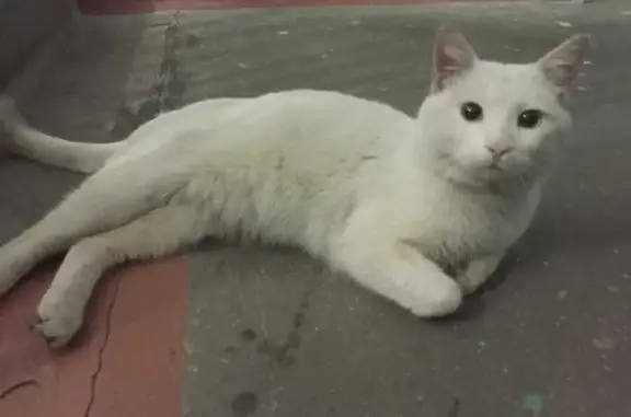 Найден белый котик на ул. Карла Маркса, 128, Хабаровск