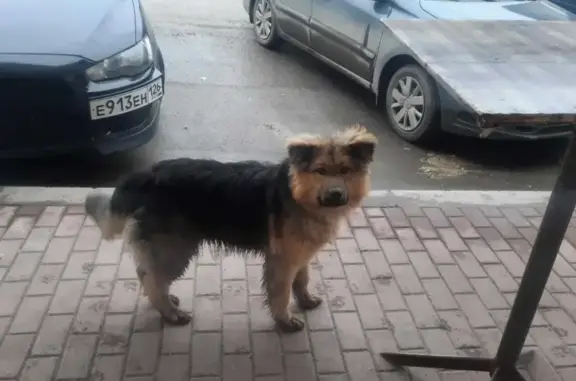 Потерянная собака возле Сбербанка на ул. Ляпидевского, 5Б