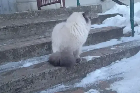 Пропала тайская кошка на улице Курчатова, 3А