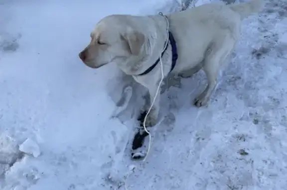 Найдена собака на Обкомовской дороге, Челябинск