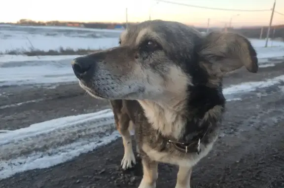 Собака с поврежденной лапой найдена на Кольцевой, 19