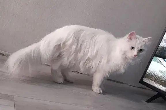 Найдена глухая белая кошка на Физкультурной, 6!