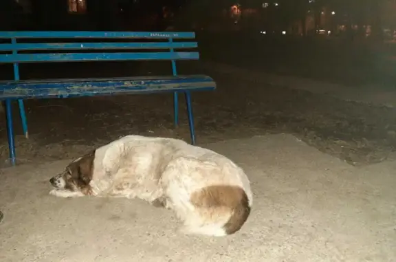 Собака Алабай найдена на улице Хиросимы, 8.
