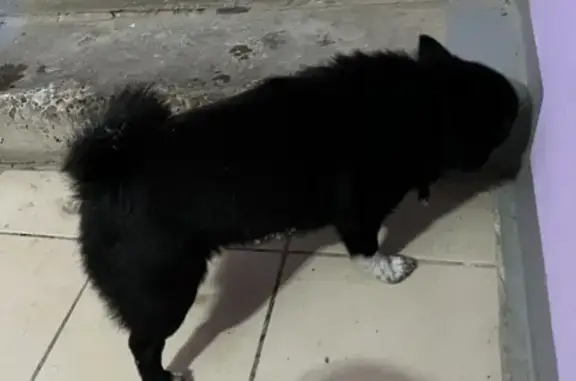 Собака Мальчик найдена в Боре, Нижегородская область