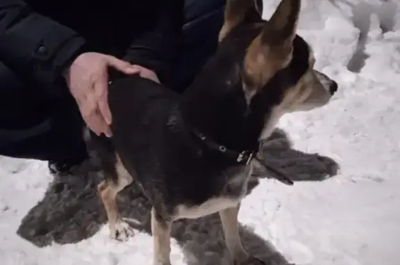Собака найдена на Космической улице, 27, Нижний Новгород