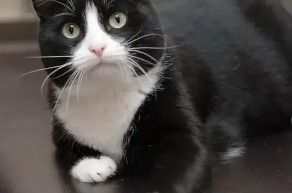Найден чёрно-белый котик на Халатина, 25 в Мурманске