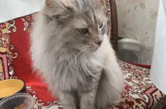 Найдена кошка в Кабаново: сибирская порода, дымчатый окрас с рыжими пятнами