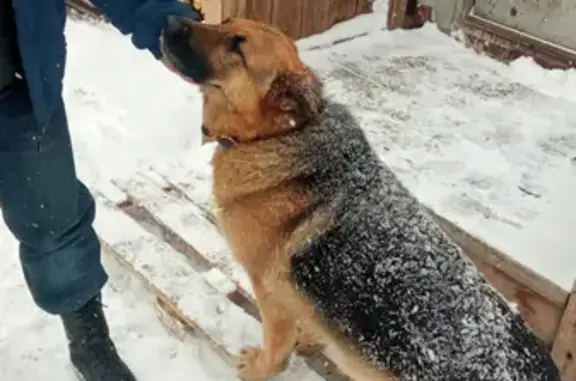 Найдена собака на Хантайской, 4 в Красноярске