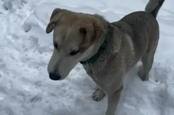 Найдена собака на Кронштадтском бульваре