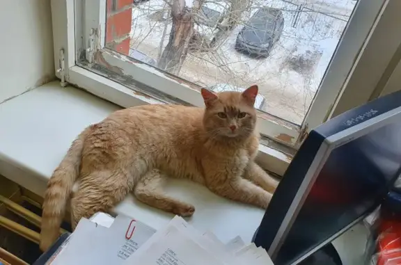Найдена кошка на остановке Эскадронная, Екатеринбург