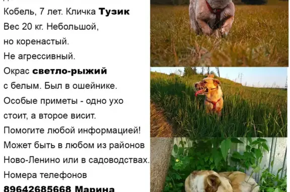 Пропала собака Тузик на СНТ 6-я Пятилетка, Иркутск