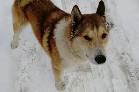 Собака найдена возле завода НТТ-Пересвет в Московской области.