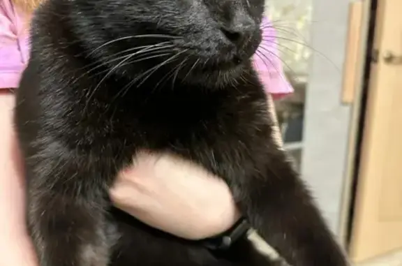 Найдена черная кошка Кот, ищу хозяев в Хабаровске