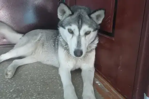 Собака найдена в Бердске, метис хаски с дворняжкой.