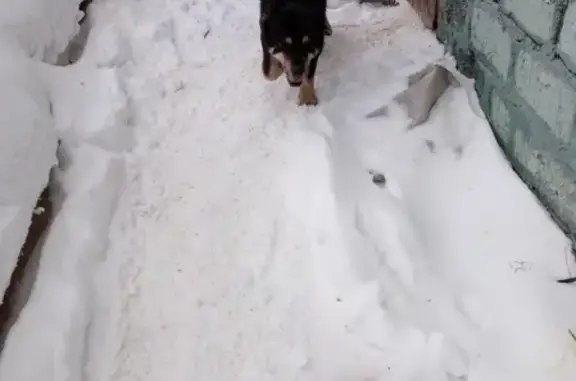 Собака найдена на улице Куета, Барнаул.