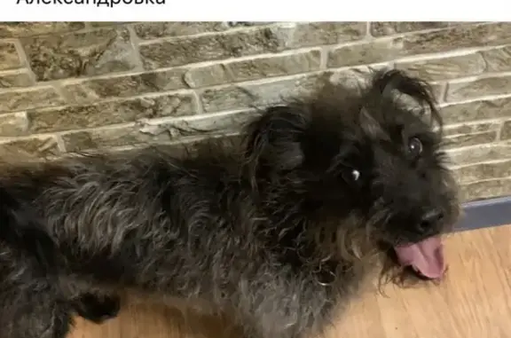 Собака найдена на ул. Вересаева, 104 в Ростове-на-Дону