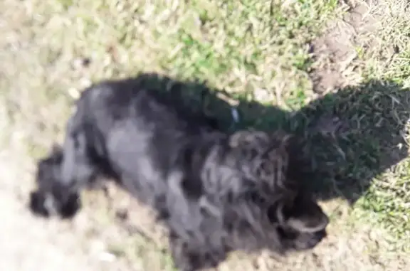 Собака найдена на Керченском переулке в Изумрудном