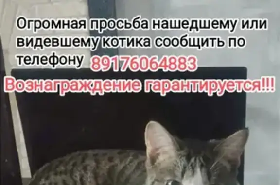 Пропала кошка на проспекте Врача Сурова, 26 в Ульяновске