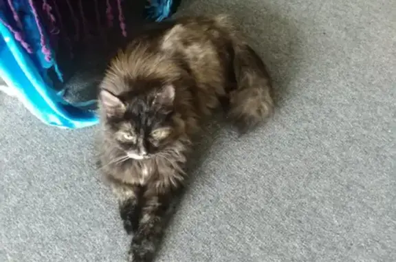 Кошка найдена на улице Зелёный Лог, 21 в Магнитогорске