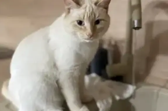 Пропала кошка Белый кот с рыжей мордочкой и хвостом!