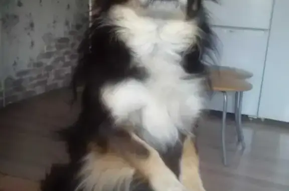 Пропала собака Хихуахуа в Московской области