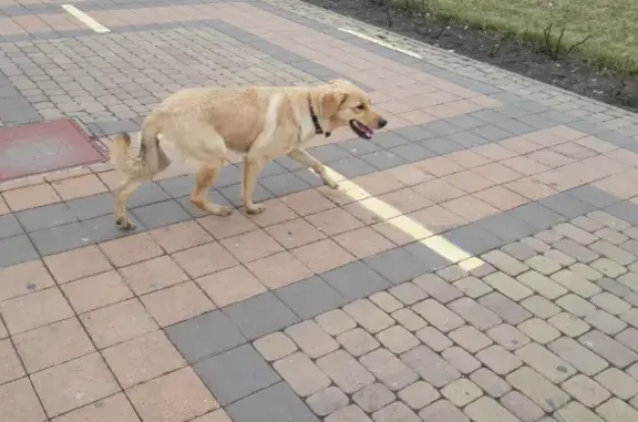Найдена собака на проспекте Ленина, Новороссийск.