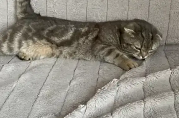 Шотландская вислоухая кошка, найдена на ул. Тольятти, 47