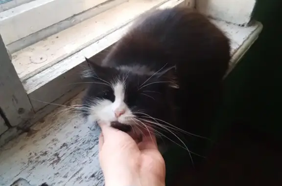 Найдена кошка на ул. Т.Бибиной, 20, Саранск.