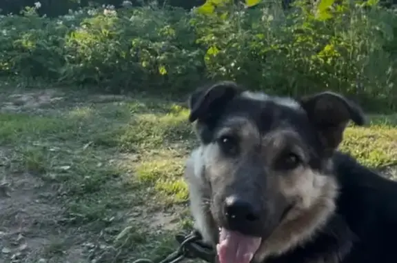 Пропала собака Гром в Кинешме-Иванихе-Поспелихе-Луговском.