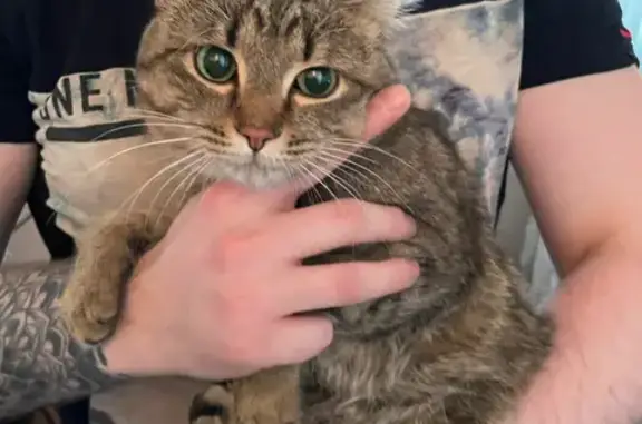 Найдена пятнистая кошка на Бауманской, 26