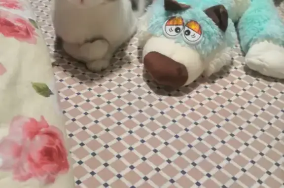 Кошки потеряшки, Киров, фото: Потеряшка кошка на ул. Ленина, 179, Киров