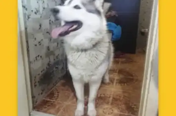 Собака Хаска найдена возле молокозавода на ул. Антонова, Петрозаводск.