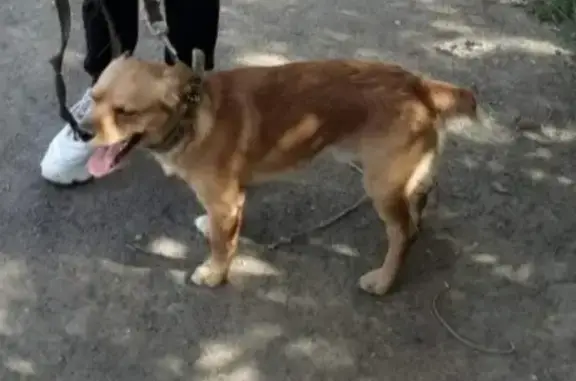 Пропала собака Ричи на Краснодонской улице, Орск 🐕