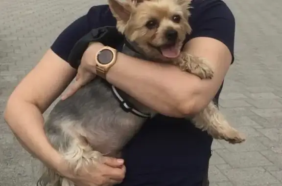 Собаки потеряшки, Новороссийск, фото: Потеряшка собака Филя на ул. Островерхова, 33