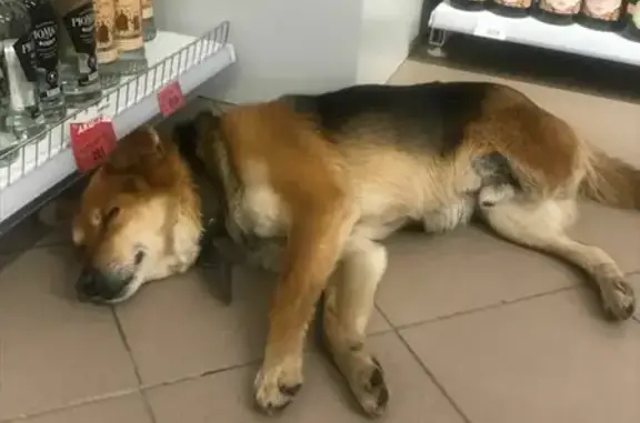 Собака без задней лапки найдена на ул. Юрия Гагарина, Калининград