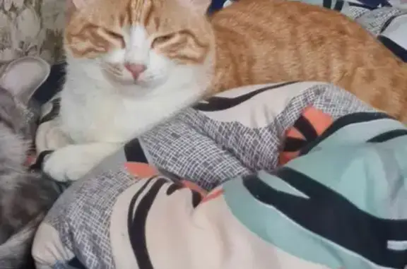 Кошки потеряшки, Ярославль, фото: Потеряшка кот по адресу Авиаторов 94!