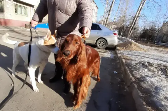 Найдена собака Ирландского Сеттера на ул. Герцена, Хабаровск